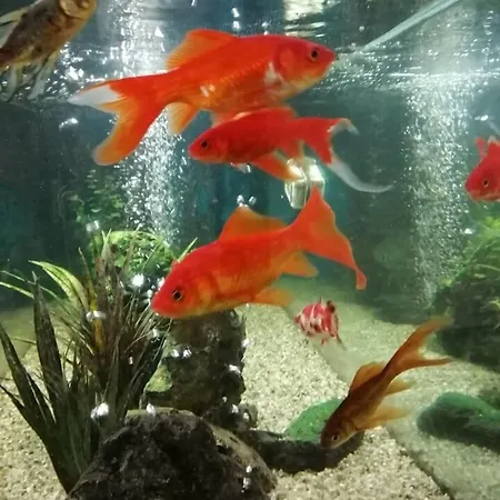 Costa De Prata 2&spa 3* Figueira da Foz